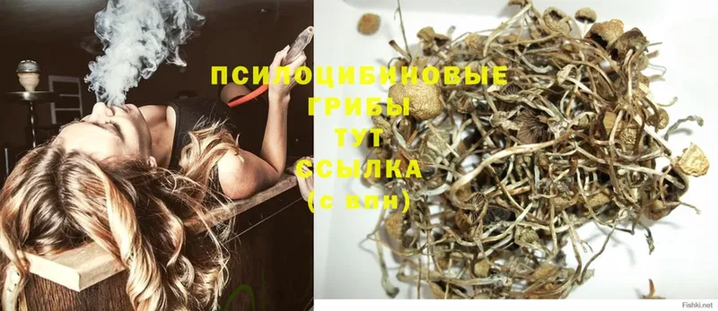 Псилоцибиновые грибы Cubensis  закладки  Кондрово 